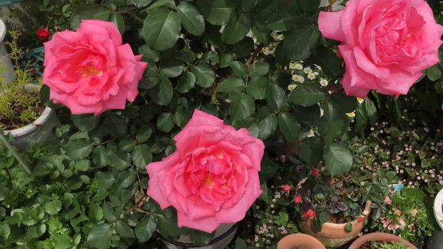 Our Rose Garden Pierre de Ronsard Eden Rose ピエール ド ロンサール 20210501 смотреть онлайн