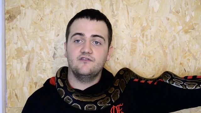 Ball python size comparison смотреть онлайн