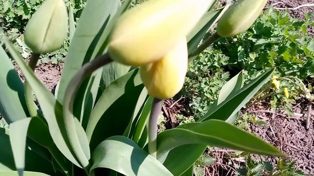 24 апреля. В огороде у мамы.Цветут тюльпаны,сажаю лук.