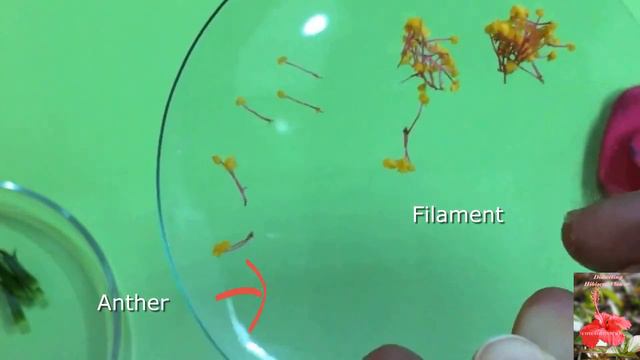 ผ่าดอกไม้ Dissecting A Flower (ผ่าดอกชบา Dissecting Hibiscus Flower) смотреть онлайн
