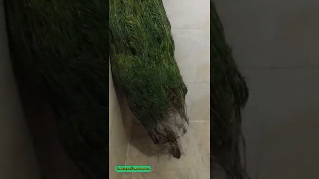 Мыть ёлку перед установкой смотреть онлайн