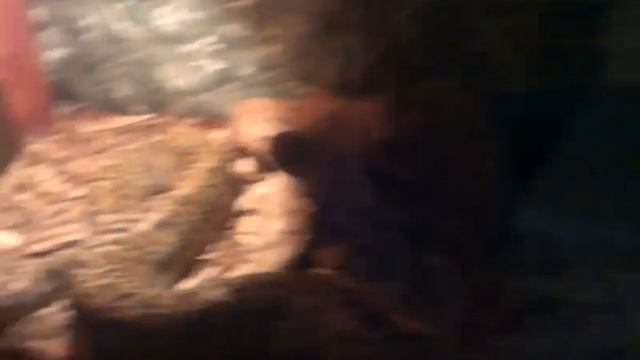 Огромные змеи. смотреть онлайн