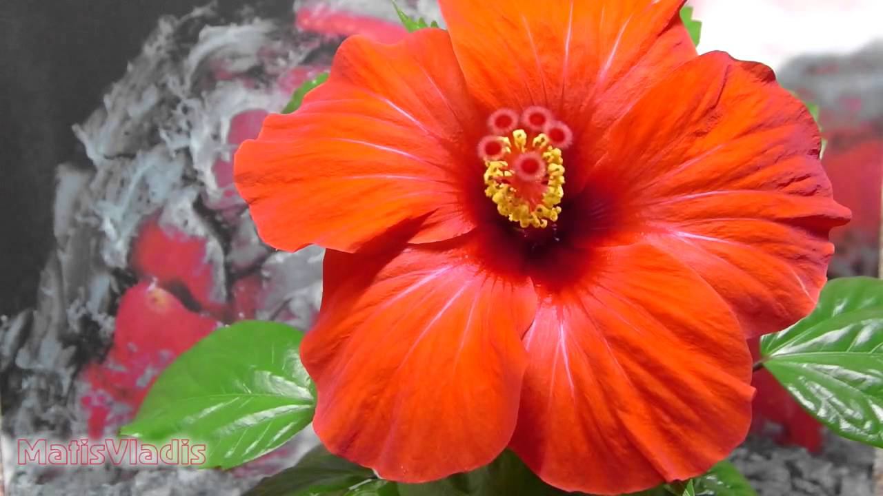 Panasonic HX-WA30 (Цветение Гибискуса 