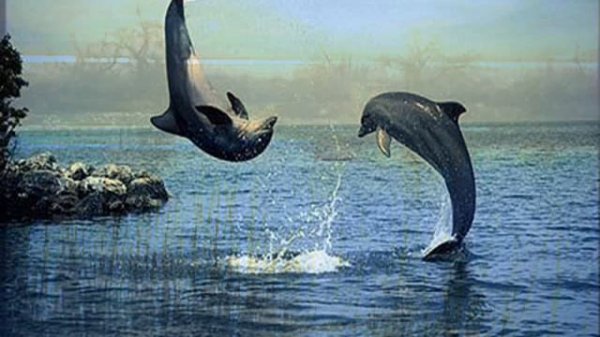 ENIGMA - THE DREAM OF THE DOLPHIN