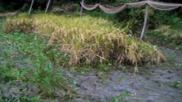 🚶♂️ Japan Rice Paddy - Softypapa Adventures - Walking In Japan