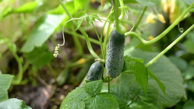 Взрывное плодоношение огурцов! Внесла по капле под каждый куст огурцов смотреть онлайн