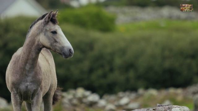 Животный мир земли. Домашние животные. Часть II смотреть онлайн