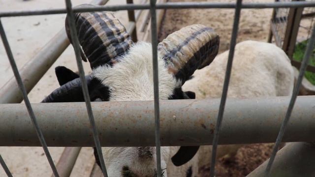 Благородные олени благородно возлегли! А бараны какие чудные! смотреть онлайн