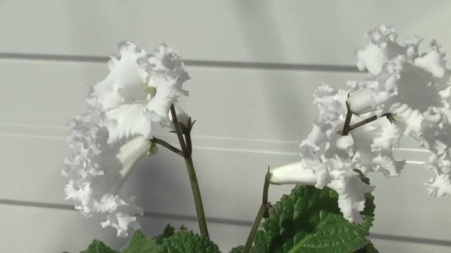 Мини стрептокарпус DS-1427 смотреть онлайн