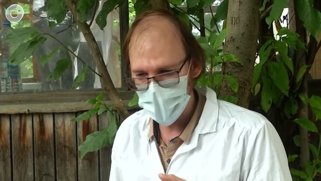 Ручная плутовка. Как генетики превратили лису в домашнее животное? смотреть онлайн