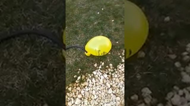 Наполняем шарик водой смотреть онлайн