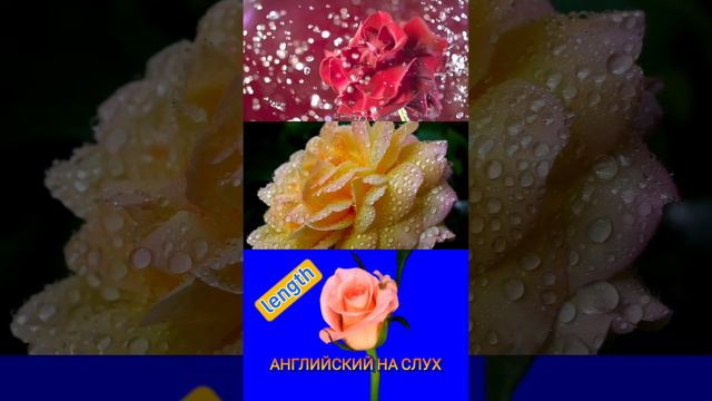 А Н Г Л И Й С К И Й на СЛУХ: как использовать в устной речи слово 'length'. 15 февраля 2023 г.06:0 смотреть онлайн