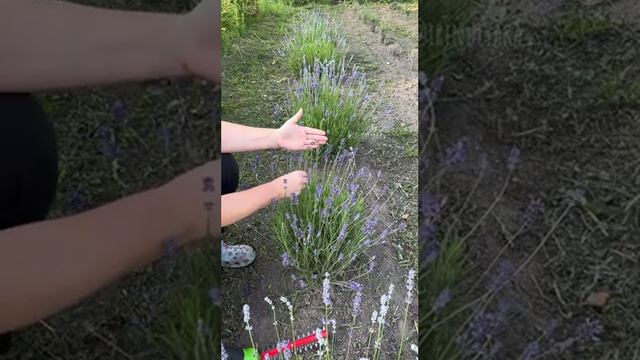 Обрезка лаванды! смотреть онлайн