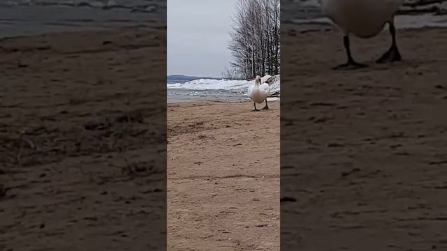 Озеро Нарочь, апрель 2021 смотреть онлайн