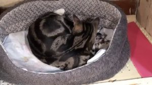 Кошка Спарта принесла 6 котят