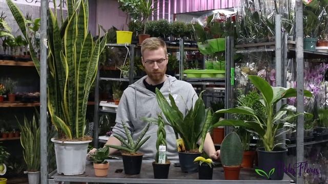 Топ тенелюбивых растений смотреть онлайн