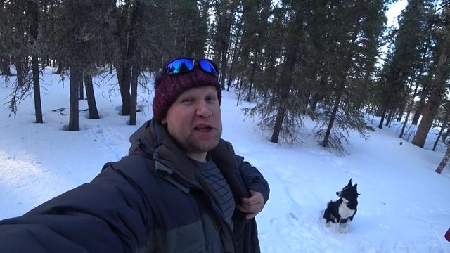 Может заведем третью собаку? смотреть онлайн