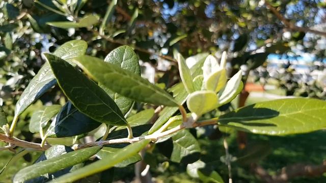 Бутоны фейхоа | Жизнь на Юге