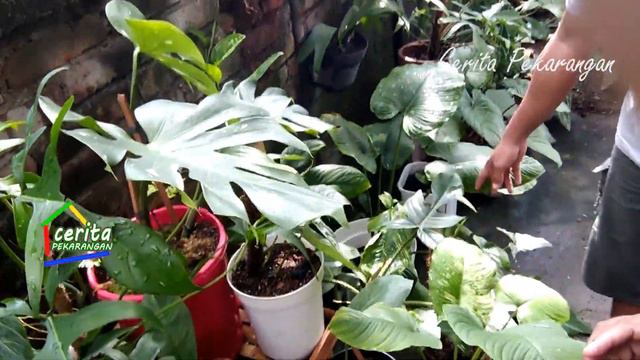 Koleksi Tanaman Mahal Aroid di Pekarangan Kakak Wix смотреть онлайн