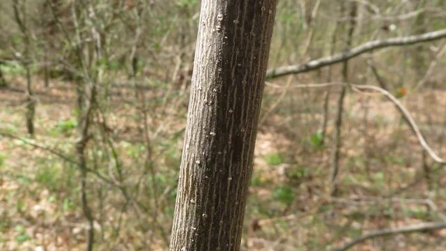 Liriodendron tulipifera, tulip tree смотреть онлайн