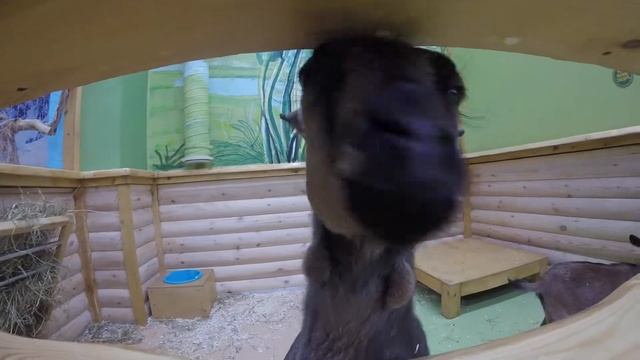 Контактный зоопарк в Тюмени смотреть онлайн