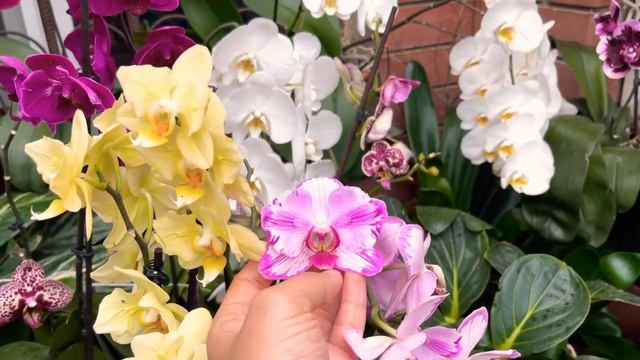 Орхидеи с мутацией: бабочки, пелорики, бабулетки - всегда сюрприз смотреть онлайн