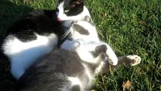 L’incroyable histoire d’un chat aveugle смотреть онлайн