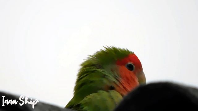 Hawk And Parrot Ястреб и попугай September осенний день Autumn Day Nikon Coolpix B 600