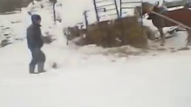 Обучение Жеребца смотреть онлайн