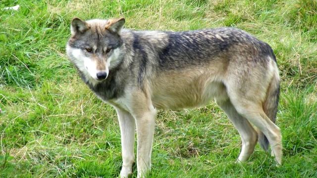 ? Осиротевший ВОЛЧОНОК пришел к людям, нуждаясь в заботе и любви! смотреть онлайн