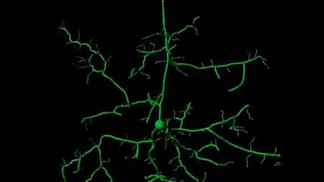 3D reconstruction of neocortical neuron using confocal microscopy and Imaris software смотреть онлайн