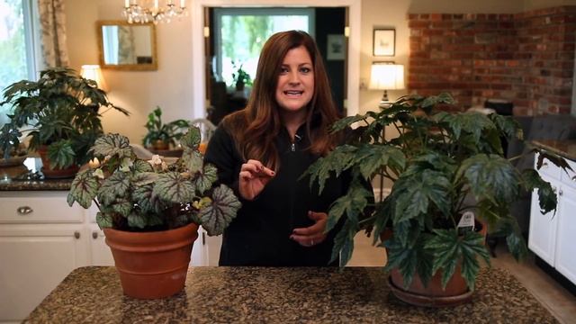 Indoor Begonia Care Guide ?// Garden Answer смотреть онлайн