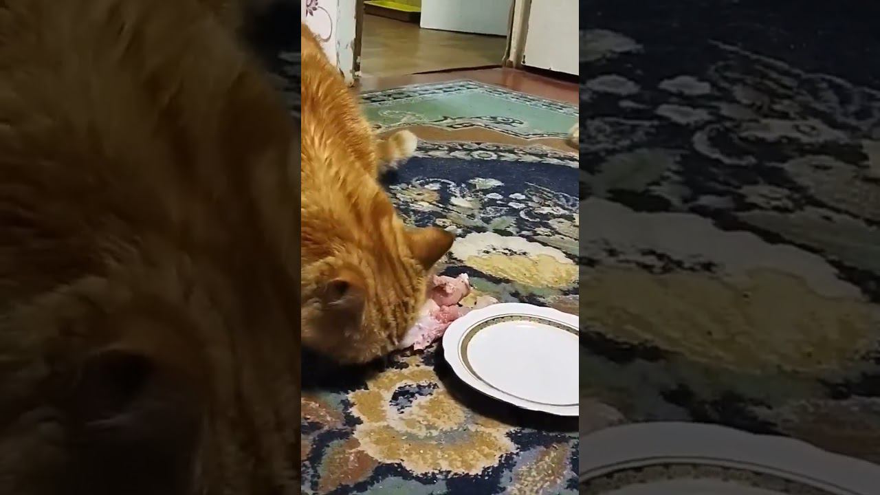 Вкуснота #всегопонемногу #кот #котики #коты смотреть онлайн