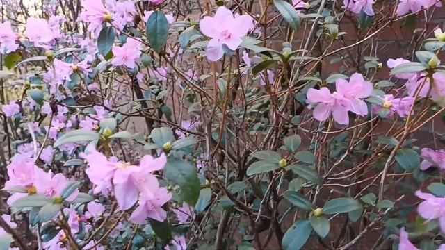 ?А ВЫ ВИДЕЛИ ТАКУЮ КРАСОТУ/ЯПОНСКАЯ АЗАЛИЯ/ЗИМНИЕ КУСТЫ смотреть онлайн