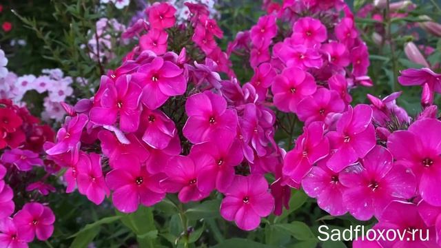 Флокс Родимый Очаг, селекции Б.Г. Казакова смотреть онлайн