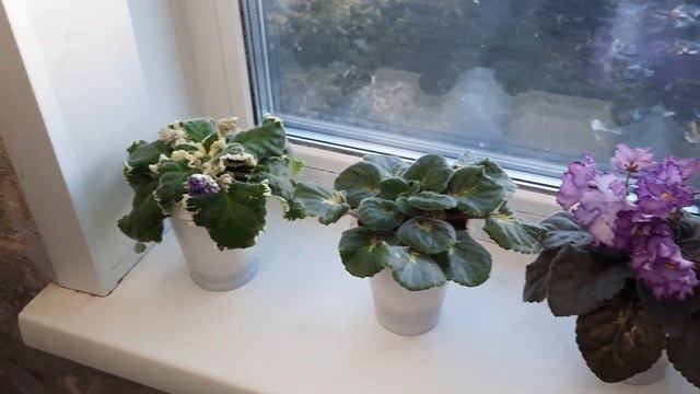 Где фиалки зацвели быстрее? Окно или стеллаж? Готовлю фиалки к весеннему цветению. смотреть онлайн