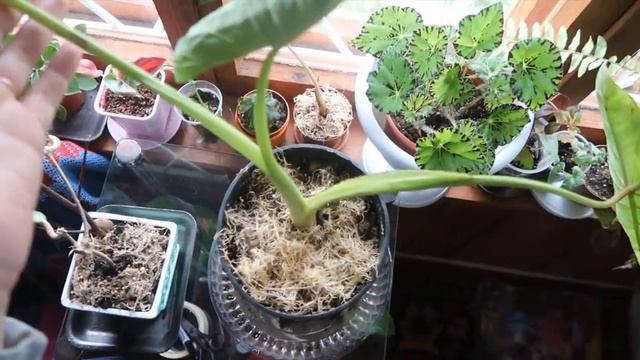 Еще новички или как поживают комнатные растения на даче смотреть онлайн