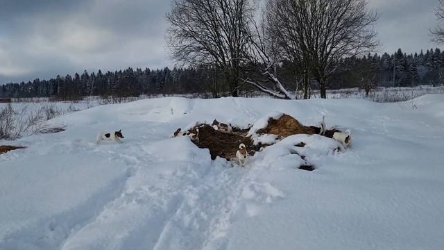 Движение - жизнь и красота! смотреть онлайн