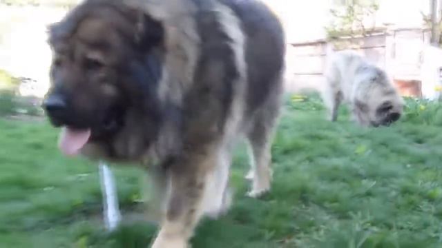 Волкодавы, Топ 5 волкодавов