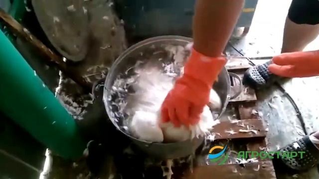 Перосъемная машина HW-60. Ощип утки. Агростарт смотреть онлайн