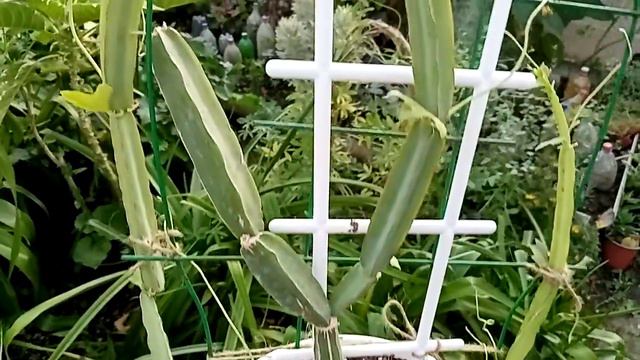 Ещё немножечко экзотов. Экзотов много не бывает. смотреть онлайн