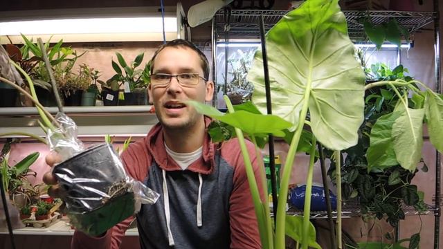 Brugmansia Quebec Plant Order Unboxing смотреть онлайн