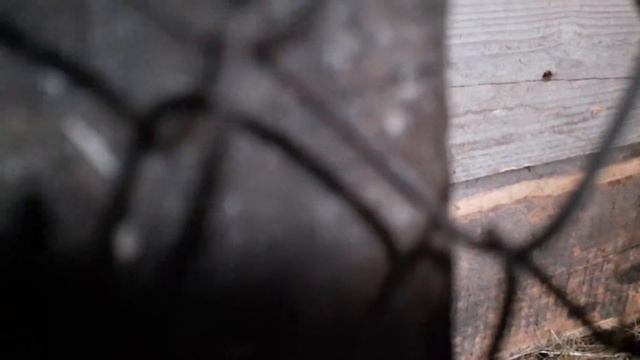 Показываю как живут кролики 6 смотреть онлайн