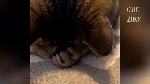 ПРИКОЛЫ С КОТАМИ 2021 СМЕШНЫЕ КОШКИ И КОТЫ ( приколы 2020 смешные животные 2020 20 минут смеха ) смотреть онлайн