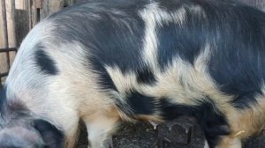 Когда нужно случать после опороса свиноматку! Признаки охоты!