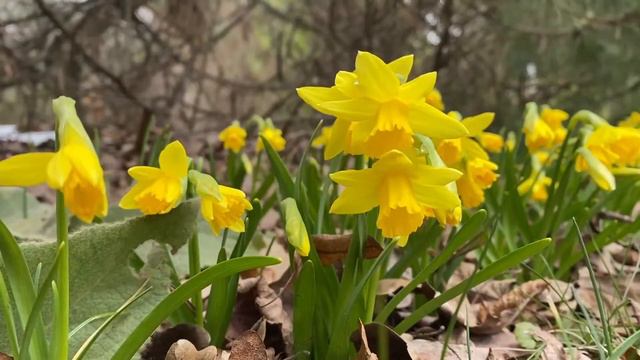 Весна в Саду Души - Нарциссы!