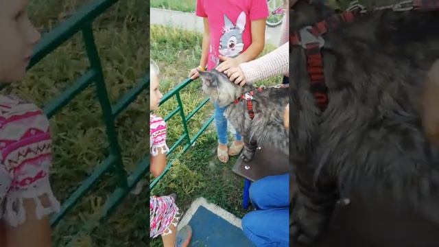 Кот мейн-кун на детской площадке, сколько радости детям) смотреть онлайн