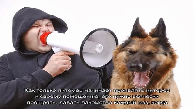 Как приучить собаку к будке во дворе из квартиры смотреть онлайн