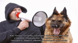 Как приучить собаку к будке во дворе из квартиры