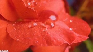 Вальс дождя! Самая красивая мелодия в мире! Послушайте Эту Музыку И Вам Станет Легче